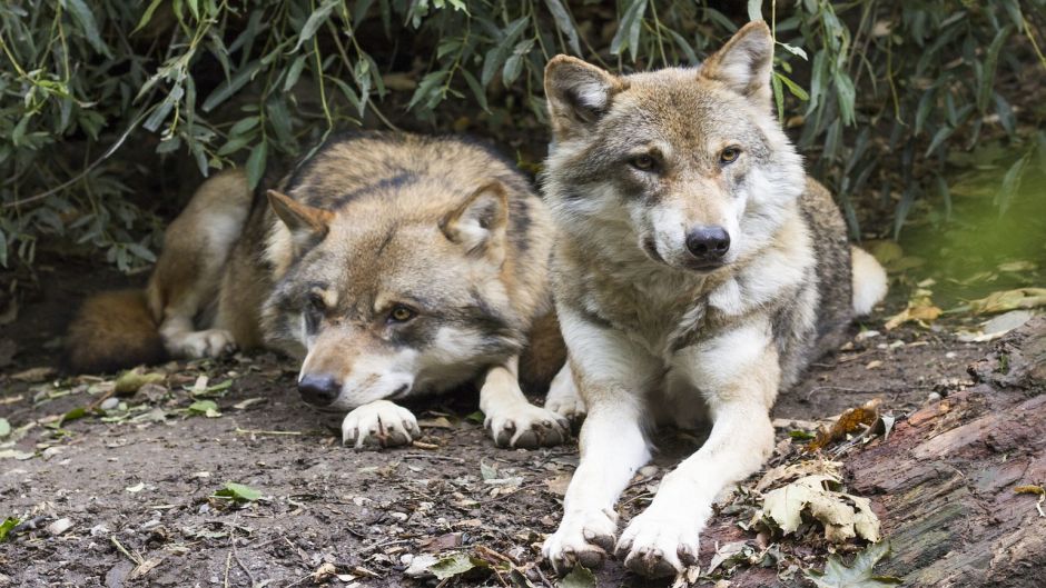 Lobo europeu.   - CHINA