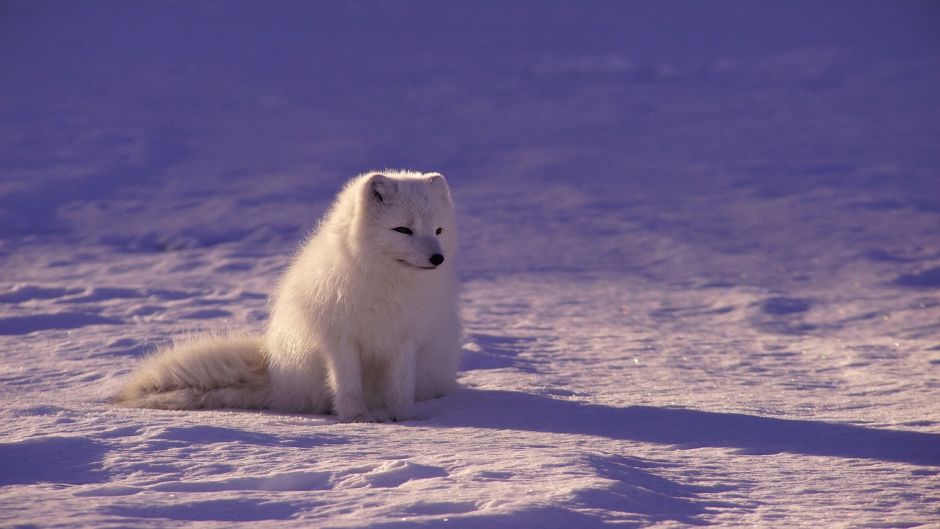 Lobo ártico.   - CANAD