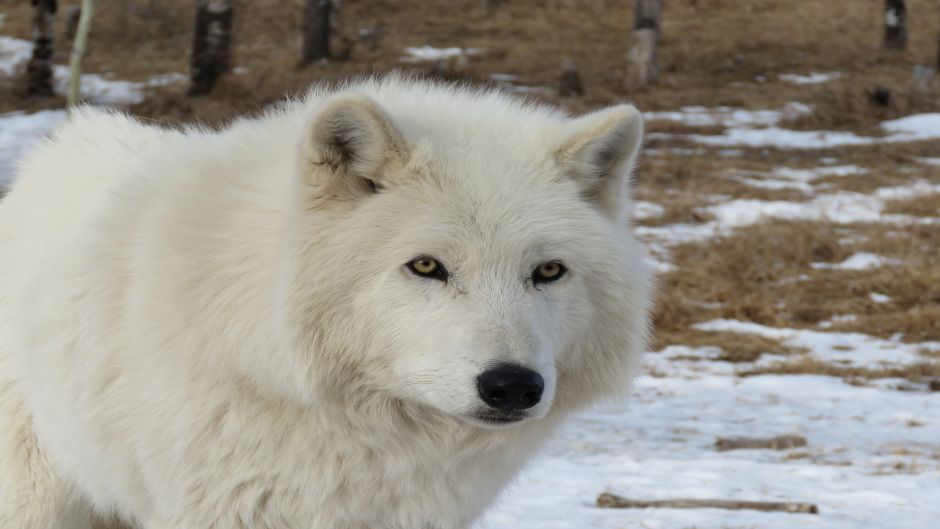 Lobo ártico.   - 