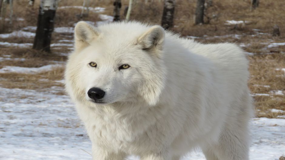 Lobo ártico.   - CANAD