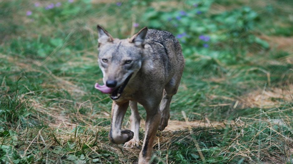 Lobo italiano.   - Sua