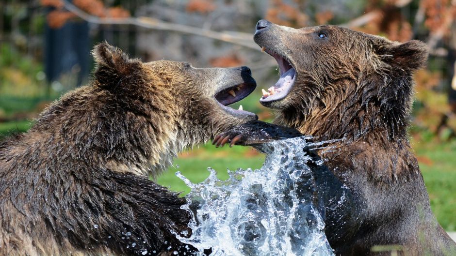 Urso pardo.   - CANAD