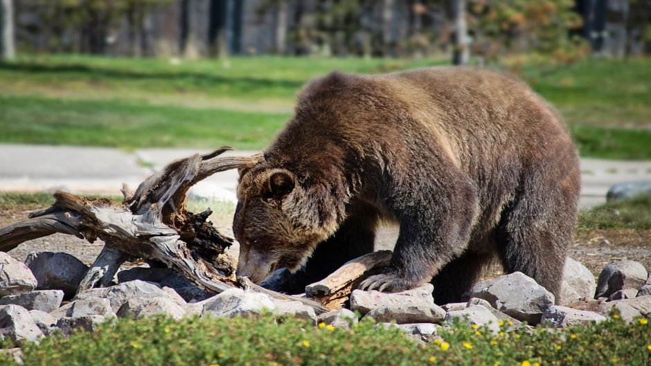 Urso pardo.   - MXICO