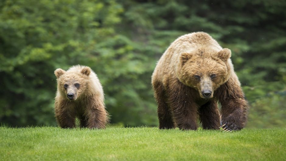 Urso pardo.   - 