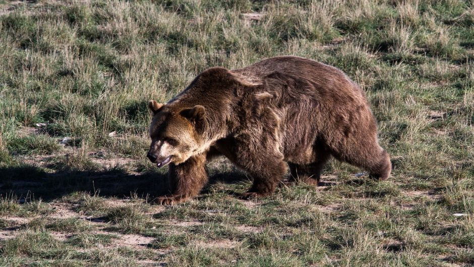 Urso pardo.   - 