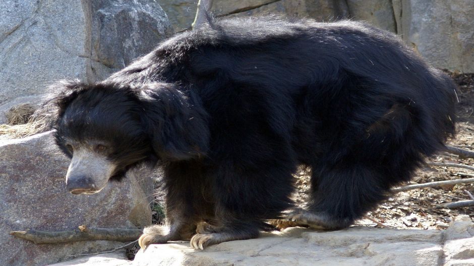 Urso preguiçoso.   - 