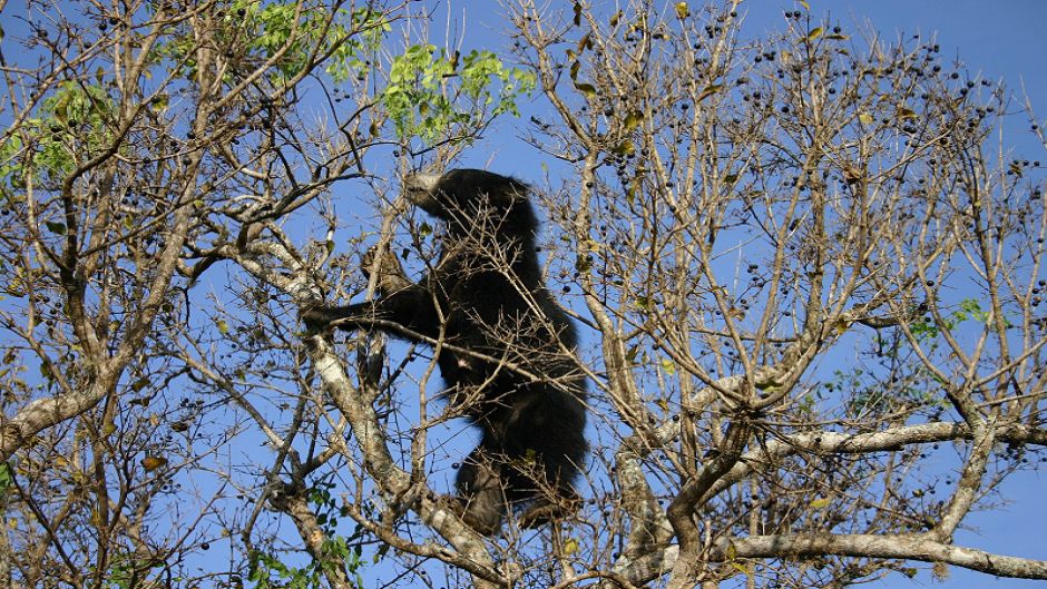 Urso preguiçoso.   - 