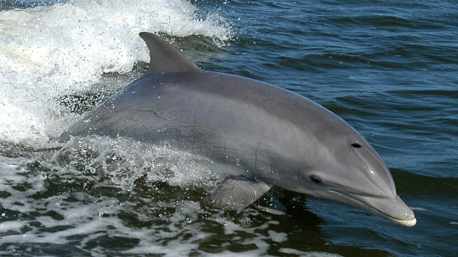 Nariz de garrafa de golfinho.   - BAHAMAS