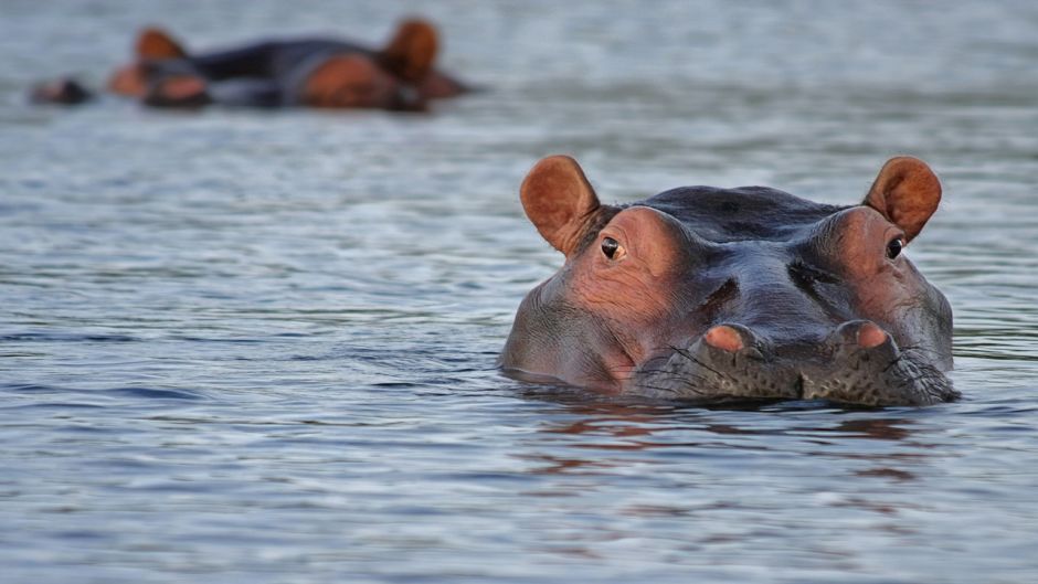 Hipopótamo.   - 