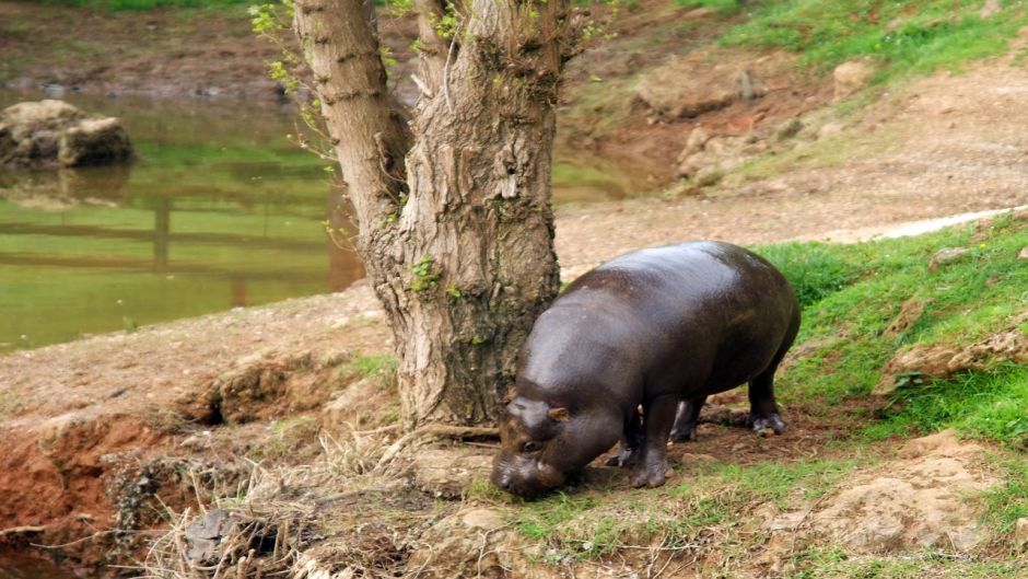 Hipopótamo-pigmeu.   - 