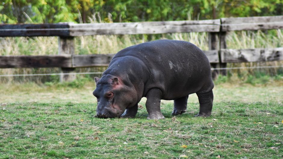 Hipopótamo-pigmeu.   - 