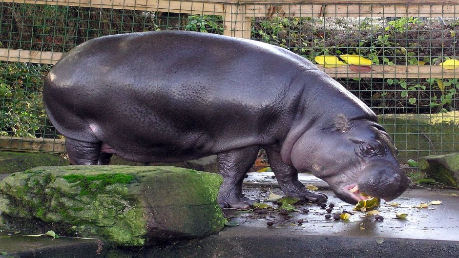 Hipopótamo-pigmeu.   - 