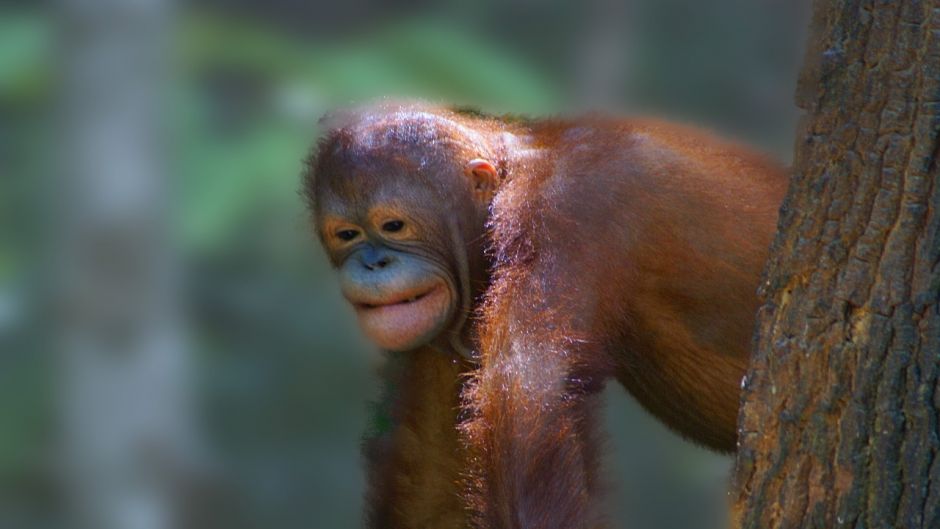 Orangotango de Bornean.   - 