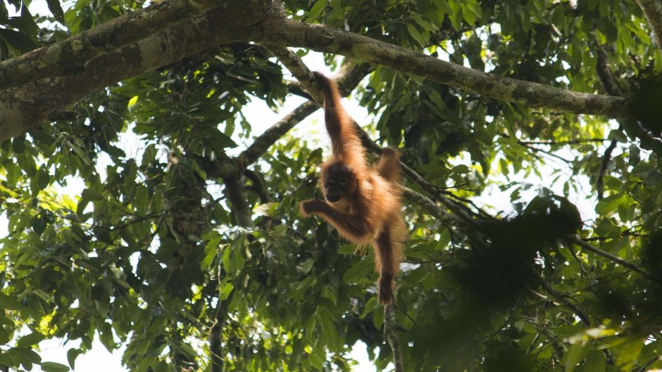 Orangotango de Bornean.   - 