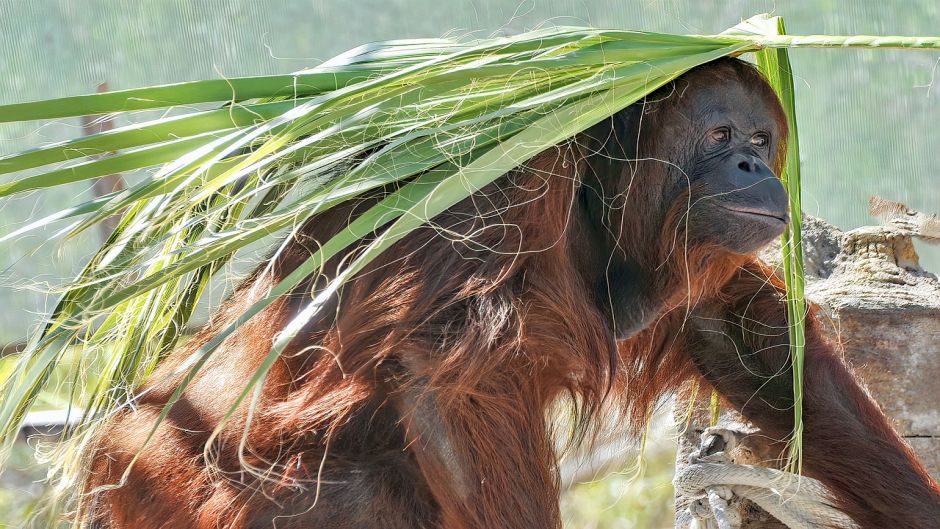 Orangotango de Bornean.   - 