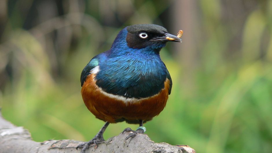 Superb Starling.   - frica do Sul