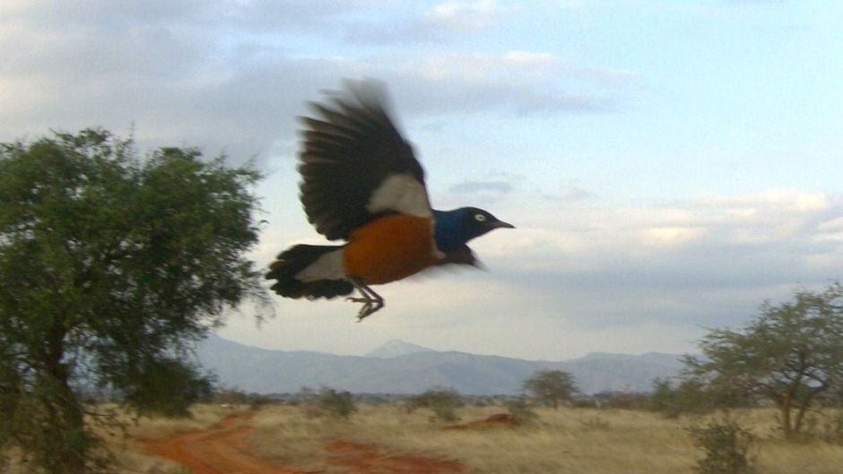 Superb Starling.   - frica do Sul