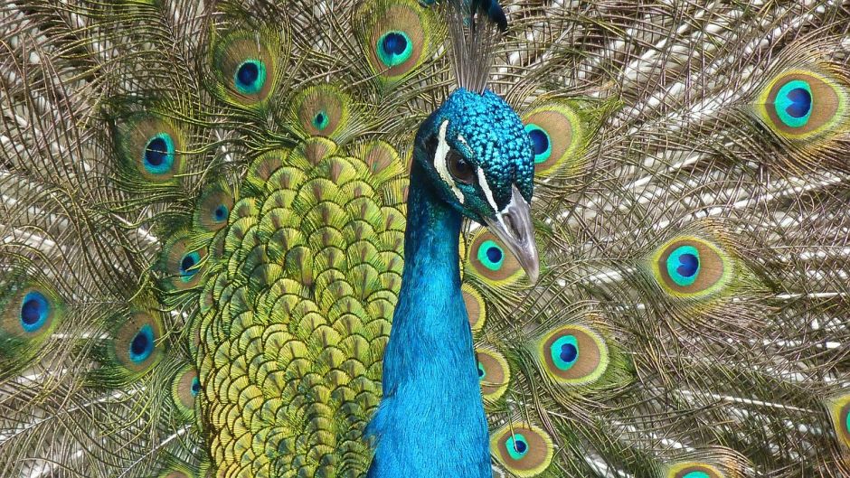 Peacock.   - CHINA