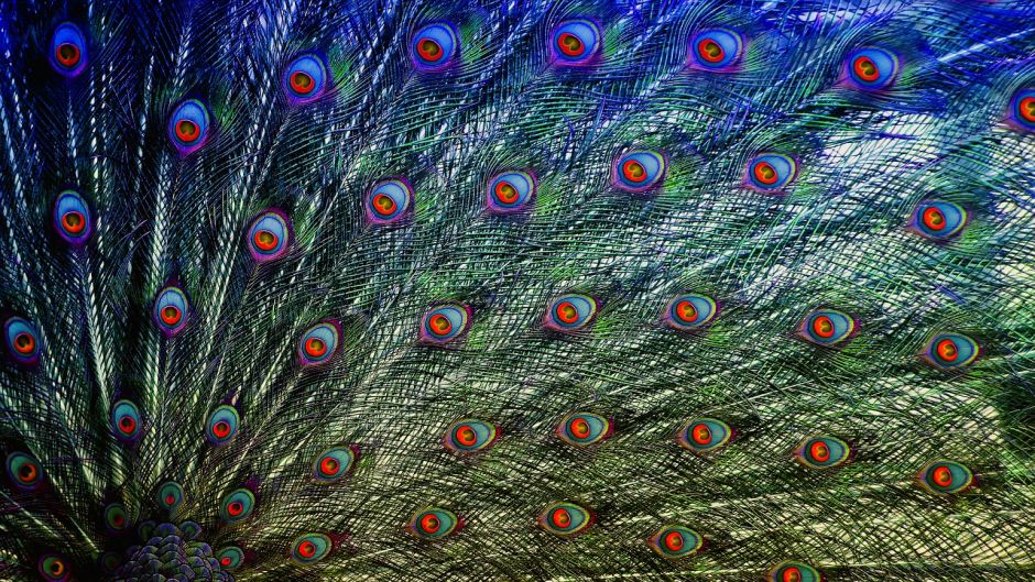 Peacock.   - ndia