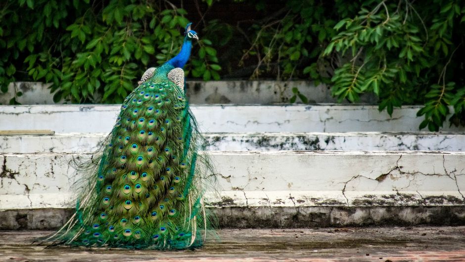 Peacock.   - 