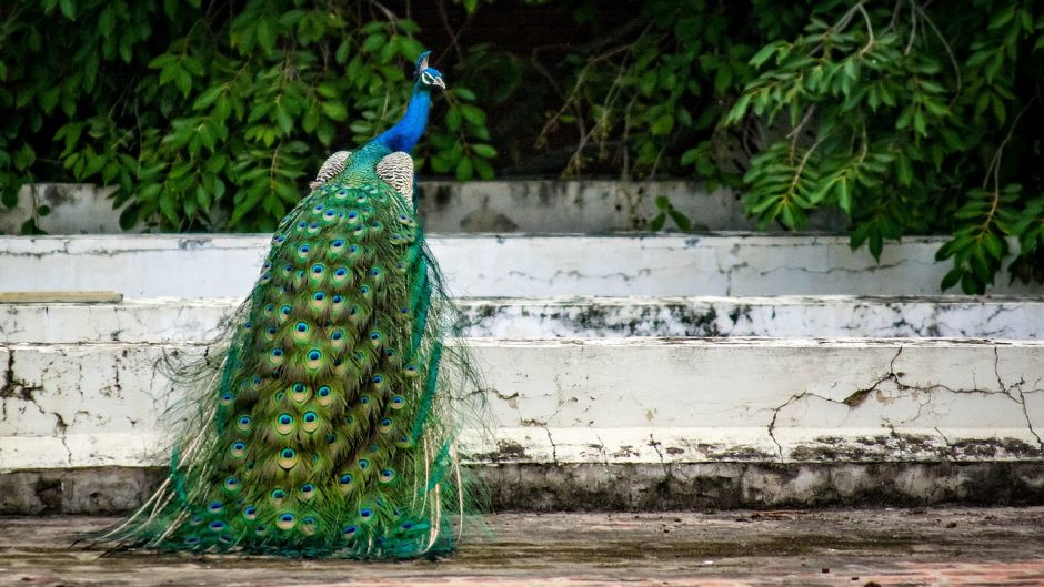 Peacock.   - CHINA