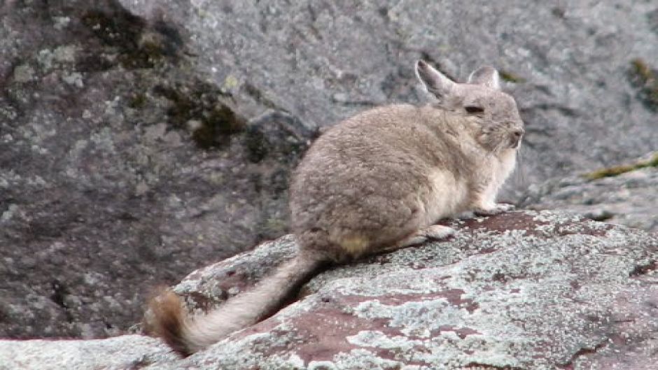 Vizcacha do norte.   - 