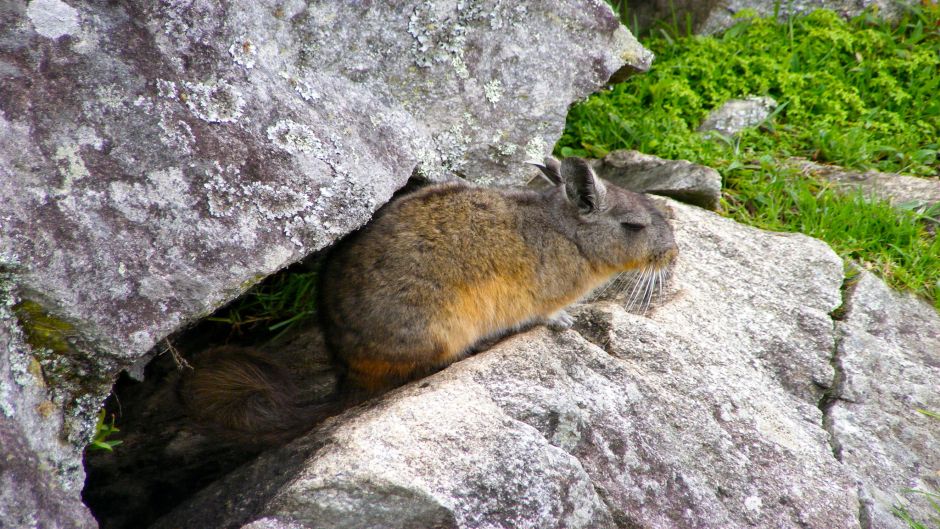 Vizcacha do norte.   - 