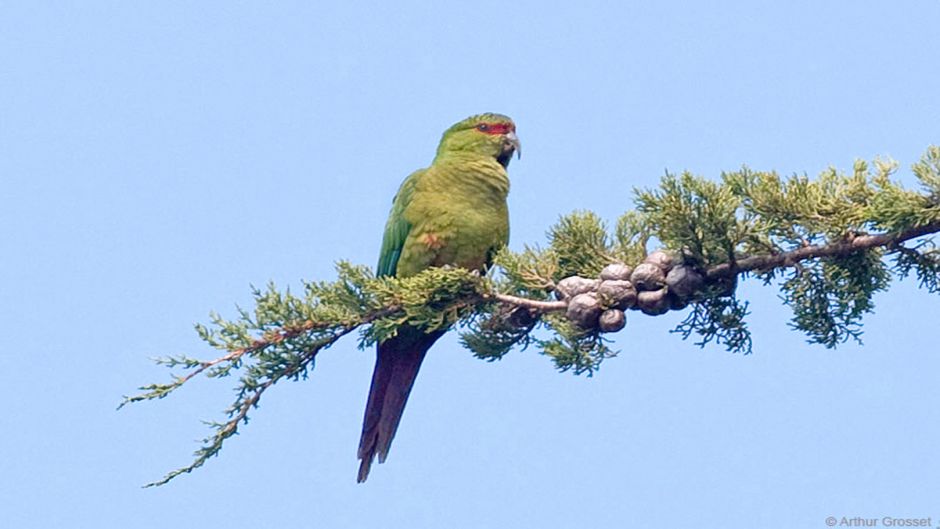 Papagaio Choroy.   - CHILE