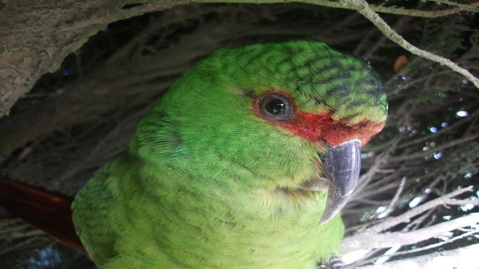 Papagaio Choroy.   - CHILE