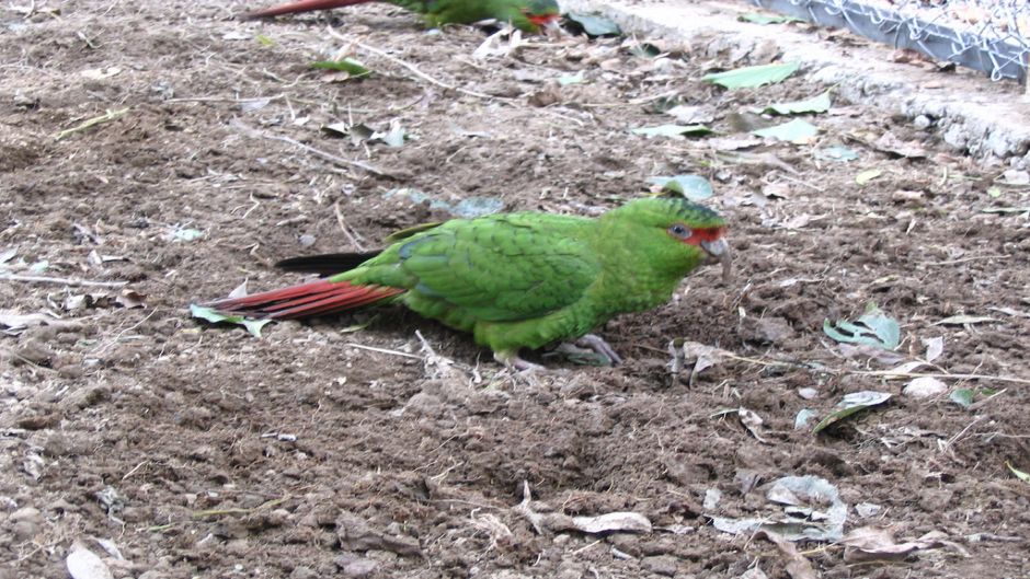 Papagaio Choroy.   - CHILE