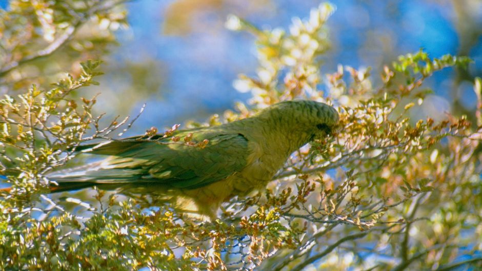 Papagaio Choroy.   - CHILE