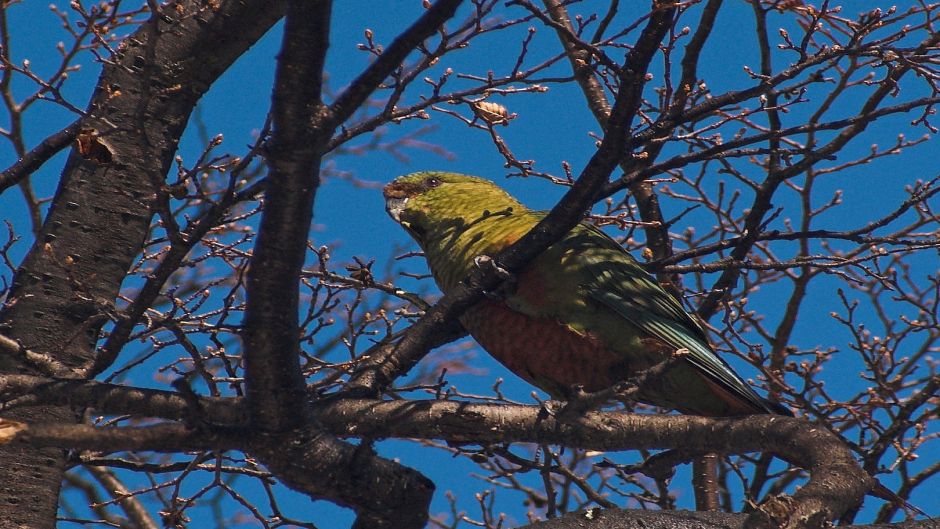 Papagaio Choroy.   - CHILE