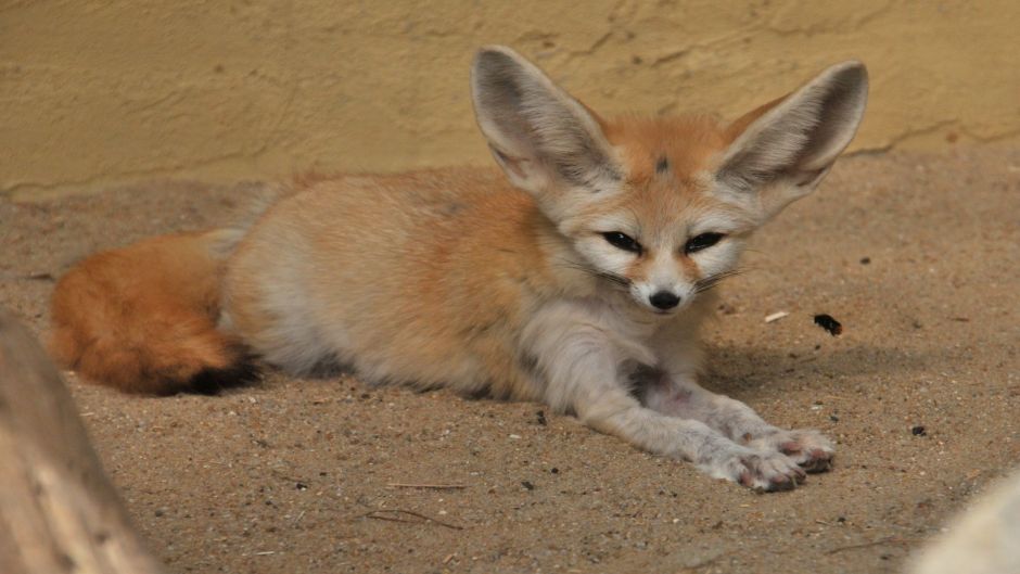 Raposa do deserto.   - 