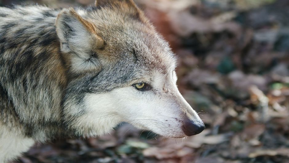 Lobo mexicano.   - 