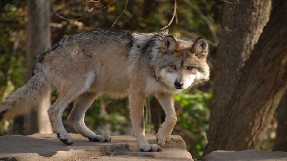 Lobo mexicano.   - 