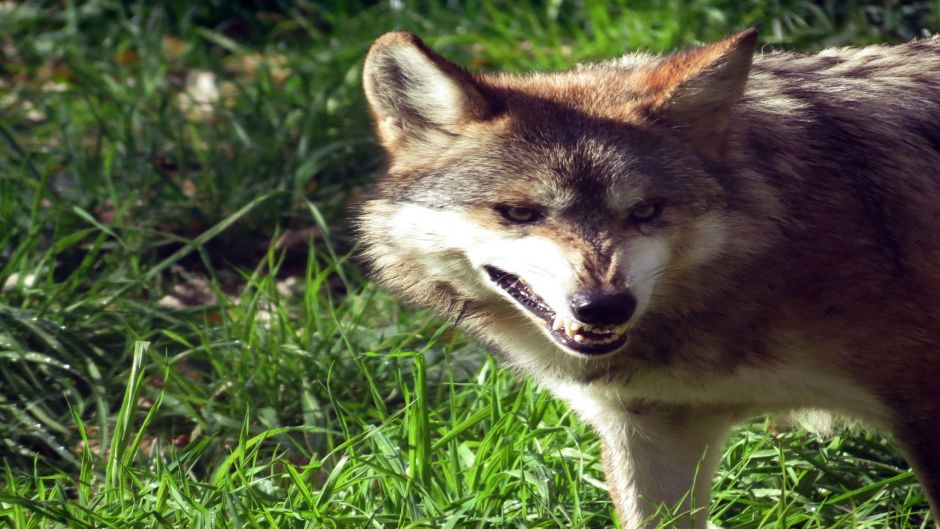 Lobo mexicano.   - 