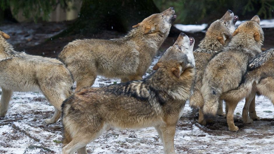 Lobo italiano.   - Frana