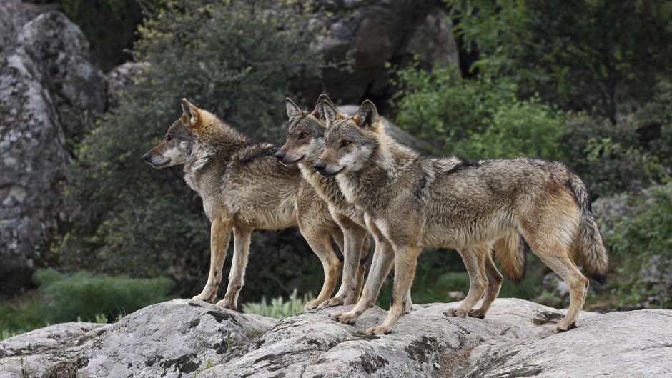 Lobo italiano.   - Espanha