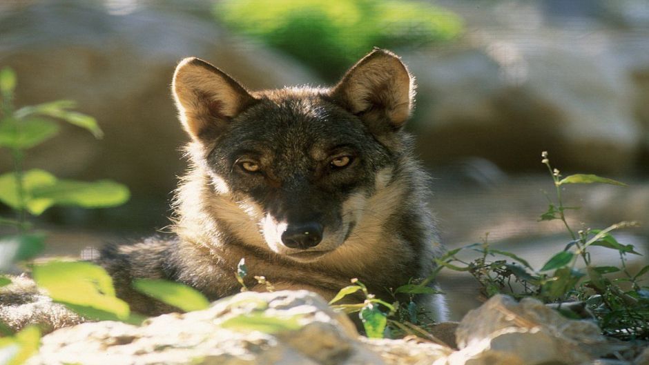 Lobo italiano.   - Itlia