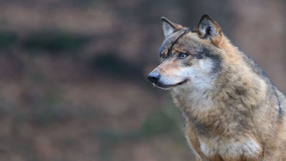 Lobo italiano.   - Espanha