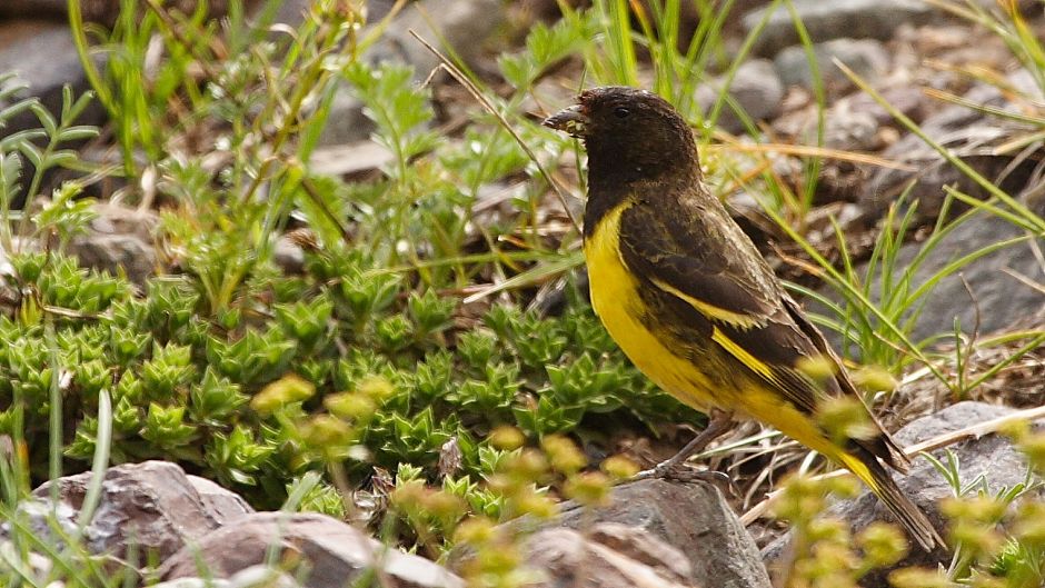 Pintassilgo cordillerano, Guia de Fauna. RutaChile.   - CHILE