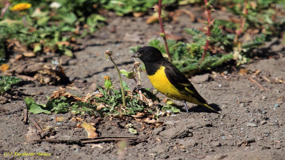 Pintassilgo cordillerano, Guia de Fauna. RutaChile.   - 