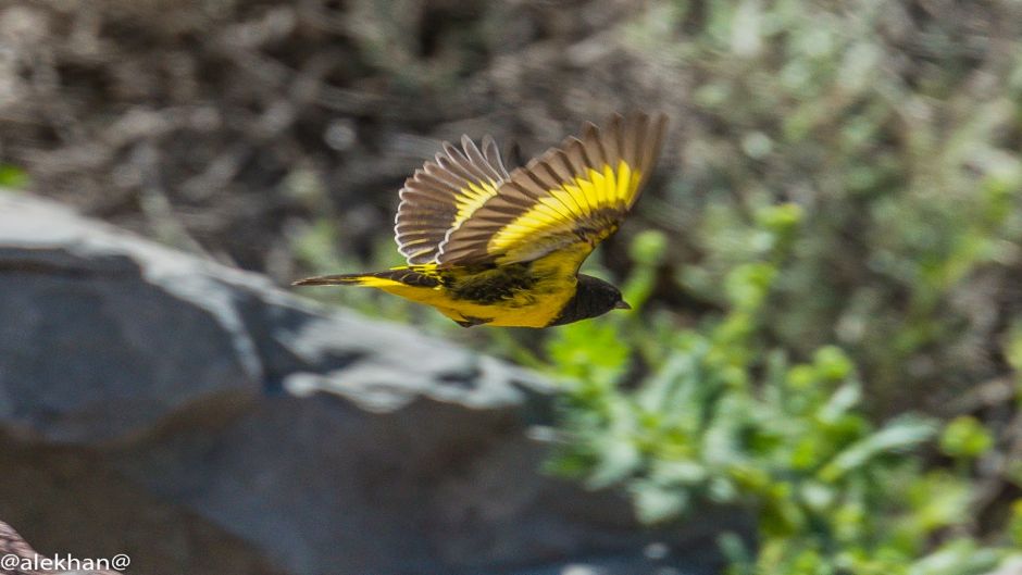 Pintassilgo cordillerano, Guia de Fauna. RutaChile.   - 