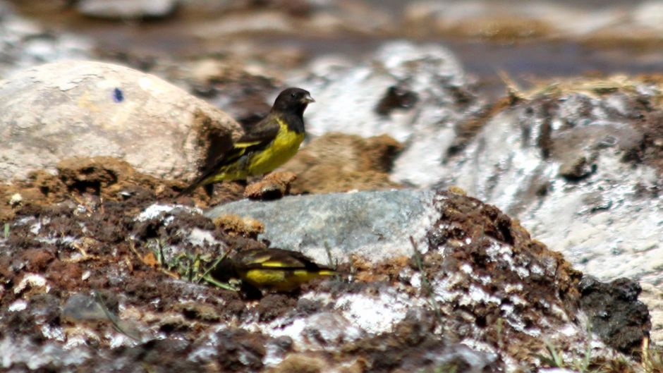 Pintassilgo cordillerano, Guia de Fauna. RutaChile.   - 