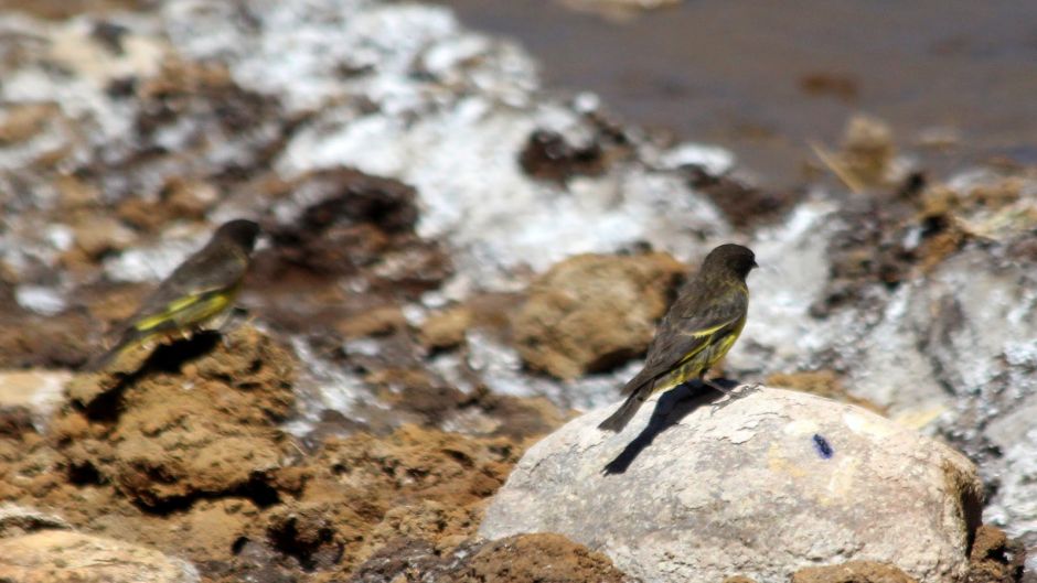 Pintassilgo cordillerano, Guia de Fauna. RutaChile.   - ARGENTINA