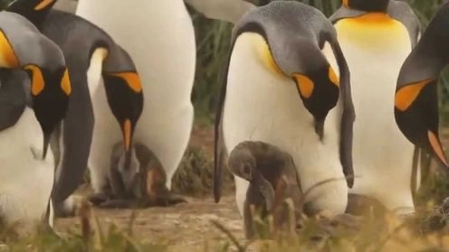 Parque de Pinguins Rey, Porvenir