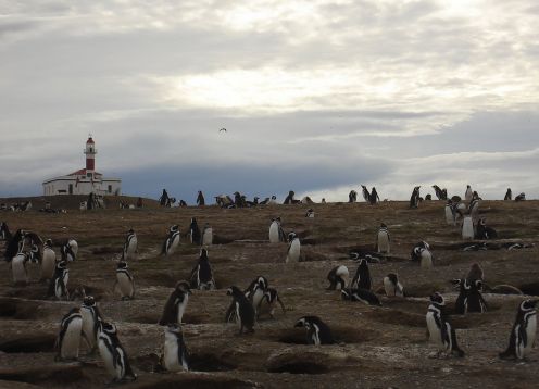 Ilha Magdalena Farol, Punta Arenas