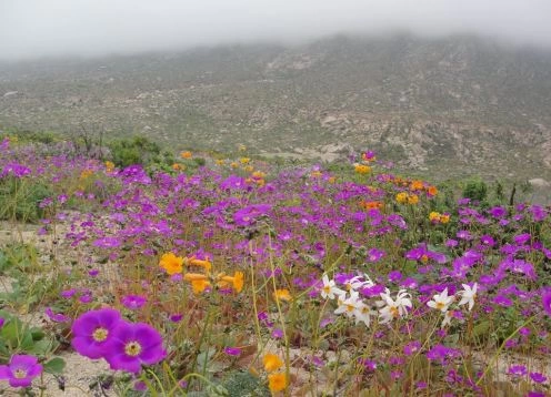 Parque Nacional Llanos de Challes, Vallenar