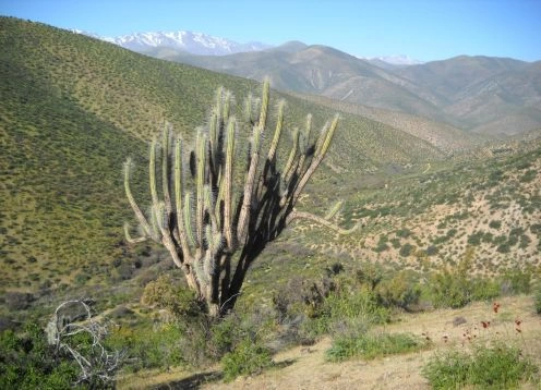 Reserva Nacional Las Chinchillas