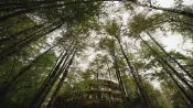 Hotel Reino Fungi, Huilo Huilo, CHILE